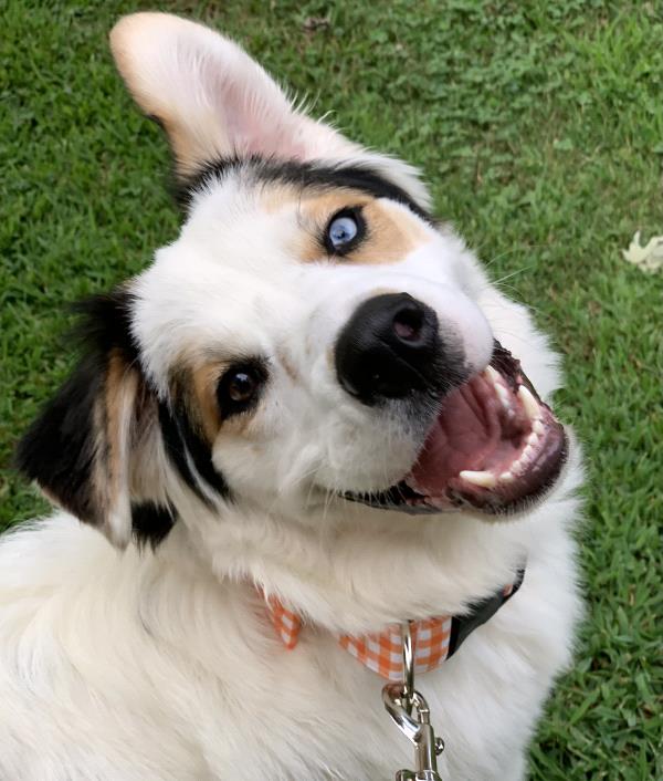/Images/uploads/SPSPCA-Greenville Humane Society/ghscutestpet/entries/22130thumb.jpg